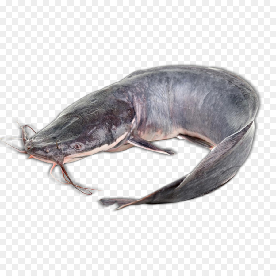 Poisson Chat，Poisson PNG