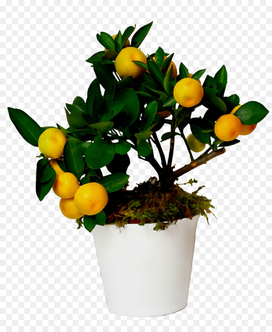 Fleur，Plante PNG