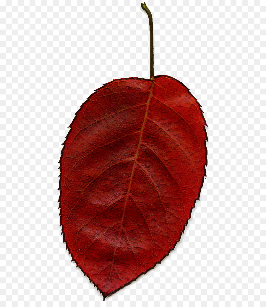 Feuille，Rouge PNG