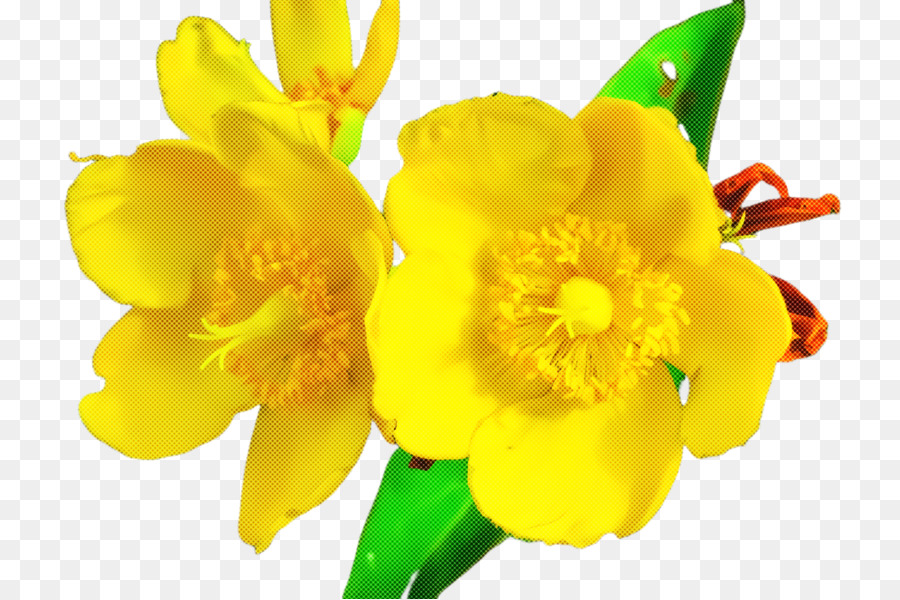 Fleur，Jaune PNG