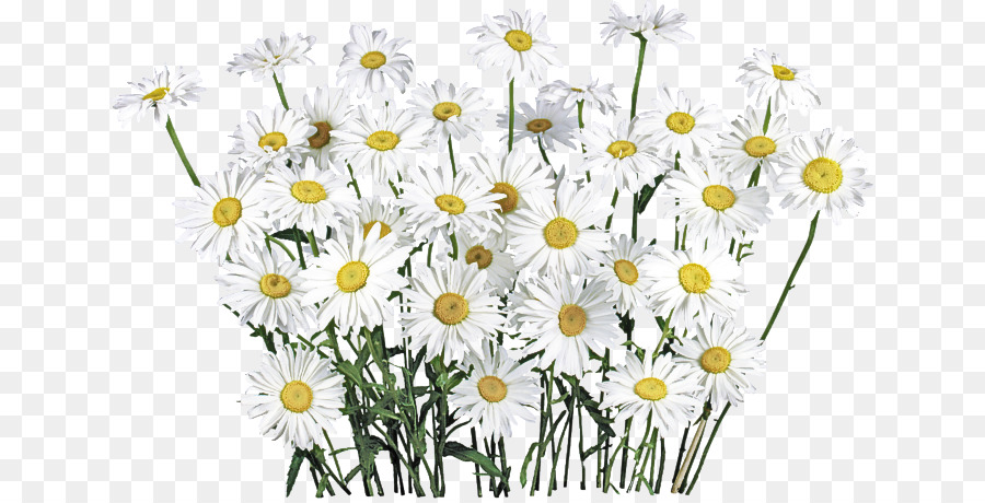 Fleurs，Marguerites PNG