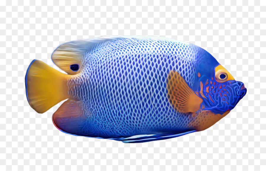 Poisson，Aquatique PNG