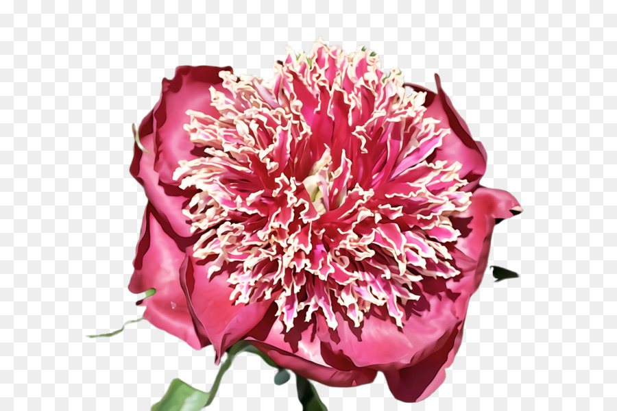 Fleur Rose，Fleurir PNG