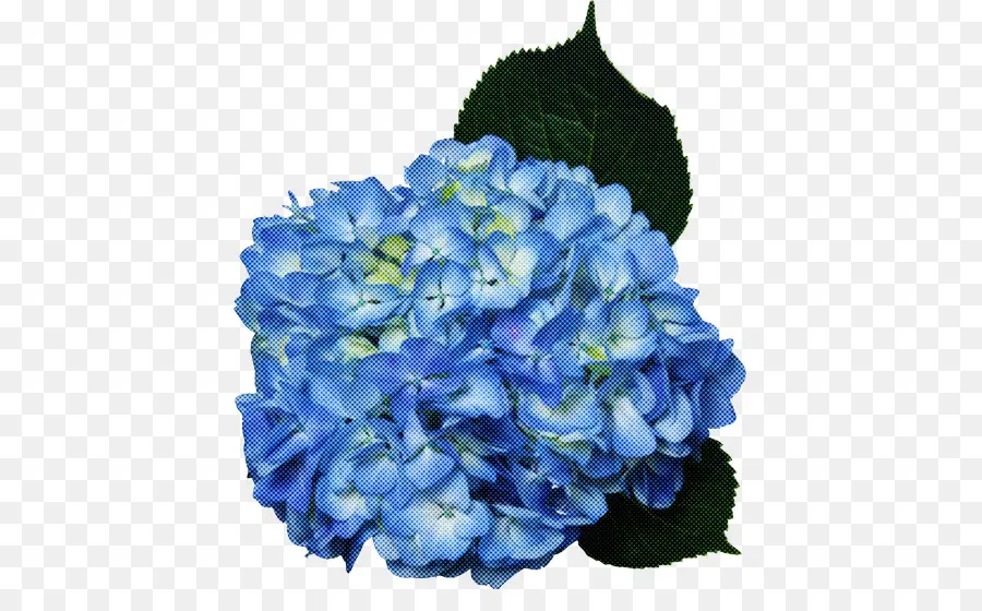 Hortensia Bleu，Usine PNG