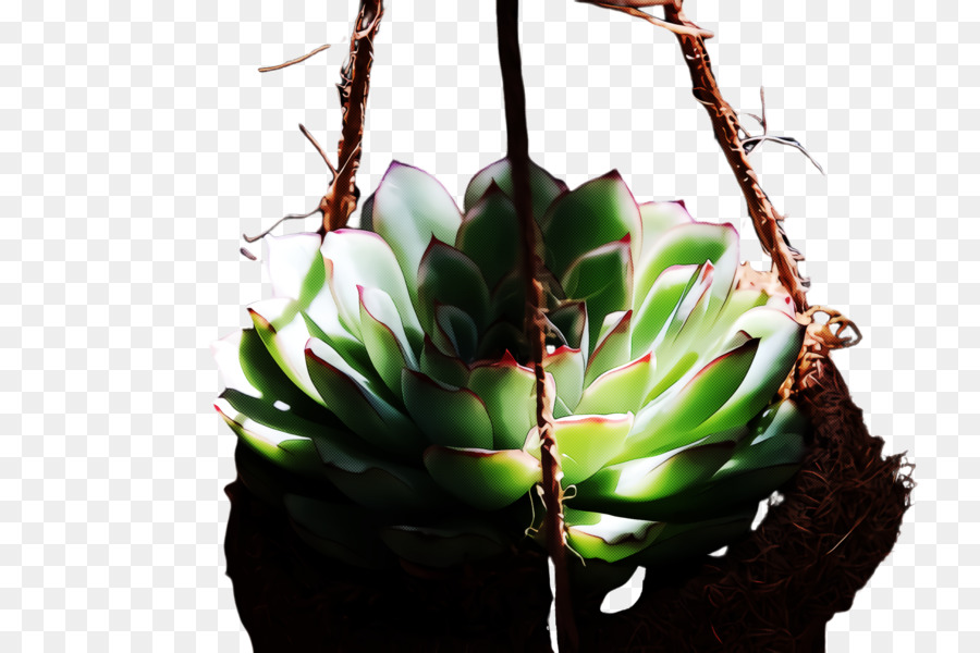 Fleur，Echeveria PNG