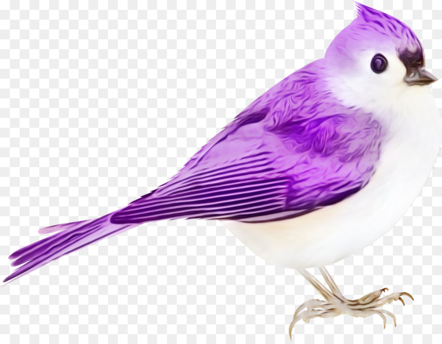 Oiseau Violet，Oiseau PNG