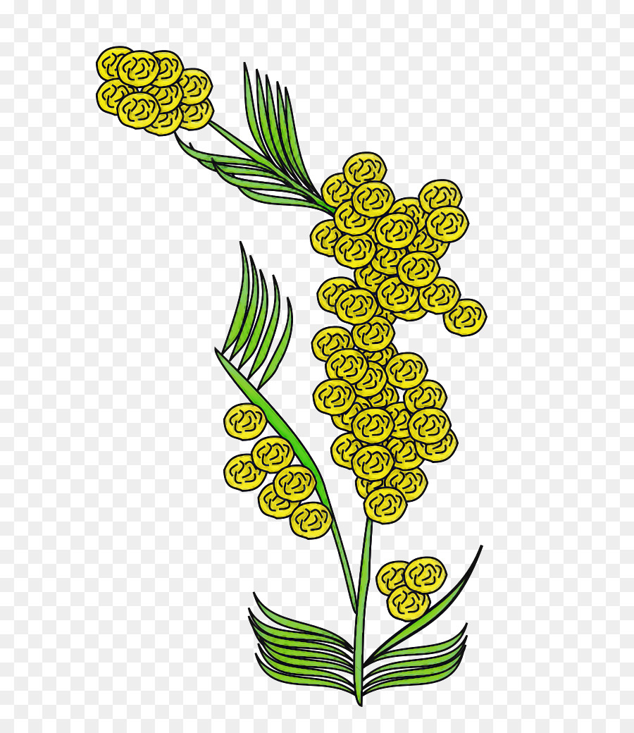 Feuille，Plante PNG