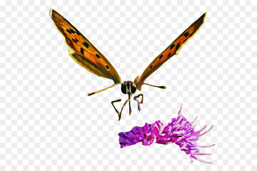 Les Papillons Et Les Papillons，Papillon PNG