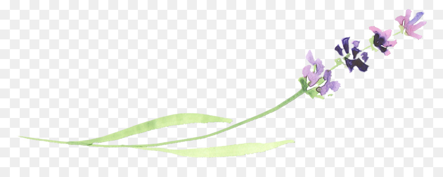 Fleur，Plante PNG