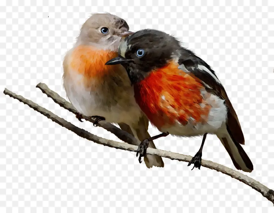 Deux Oiseaux，Bifurquer PNG