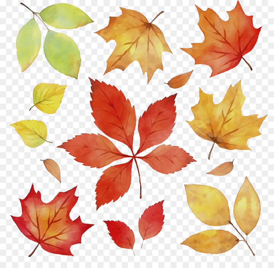 Feuilles D'automne，Automne PNG