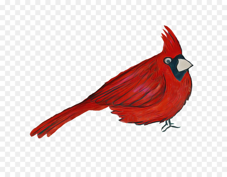 Cardinal，Rouge PNG