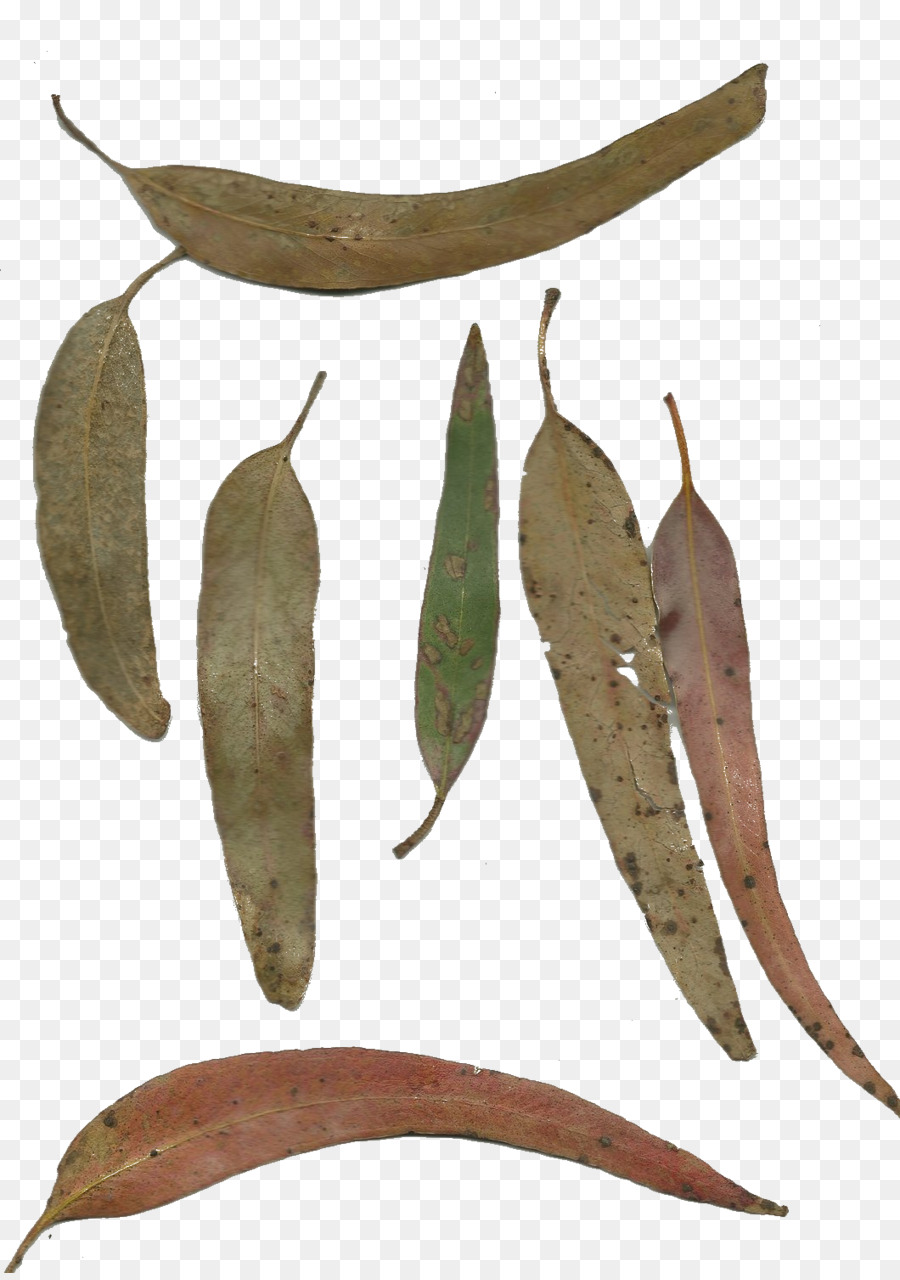 Plante，Feuille PNG