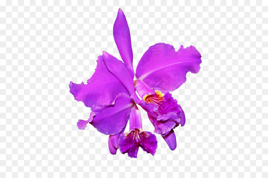 Fleur，Cattleya Labiata PNG