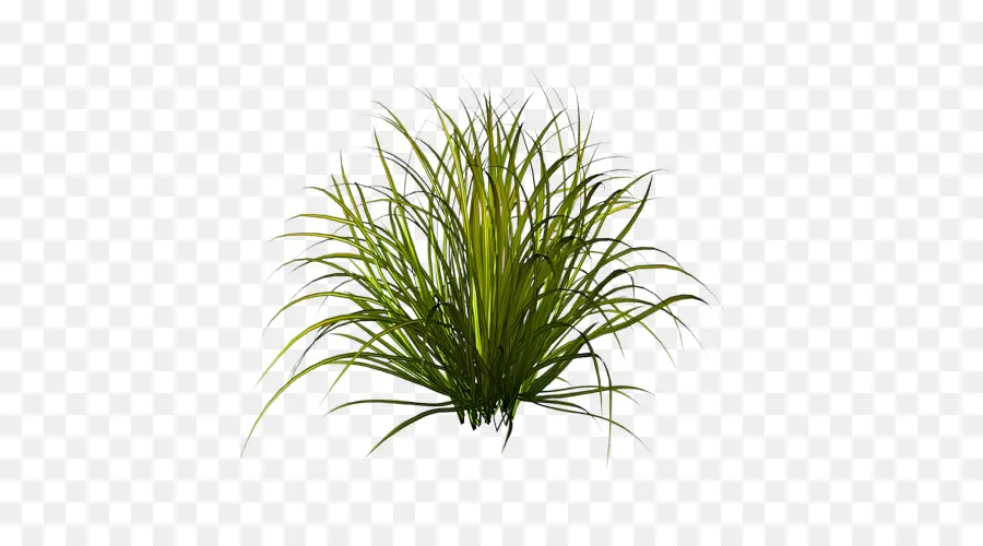 L'herbe，Plante PNG