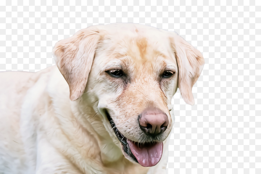 Chien，Blanc PNG