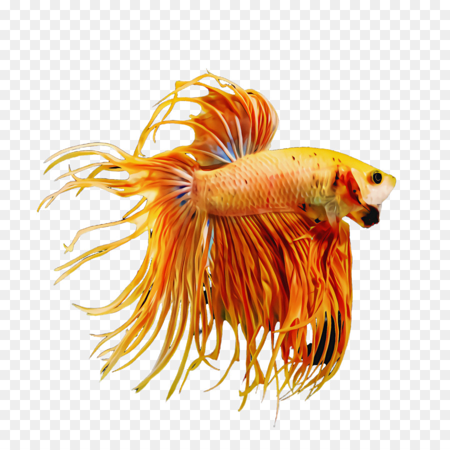 Poisson，Betta PNG