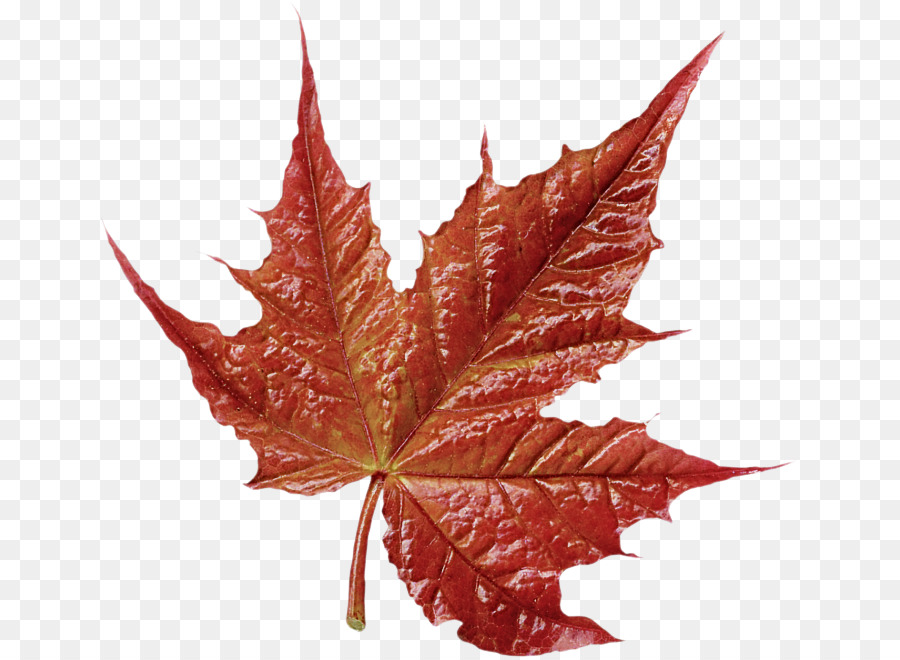 Feuille，Automne PNG