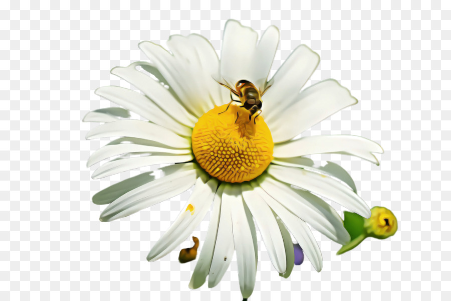 Marguerite，Daisy PNG