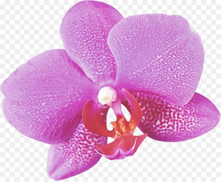 Orchidée，Rose PNG