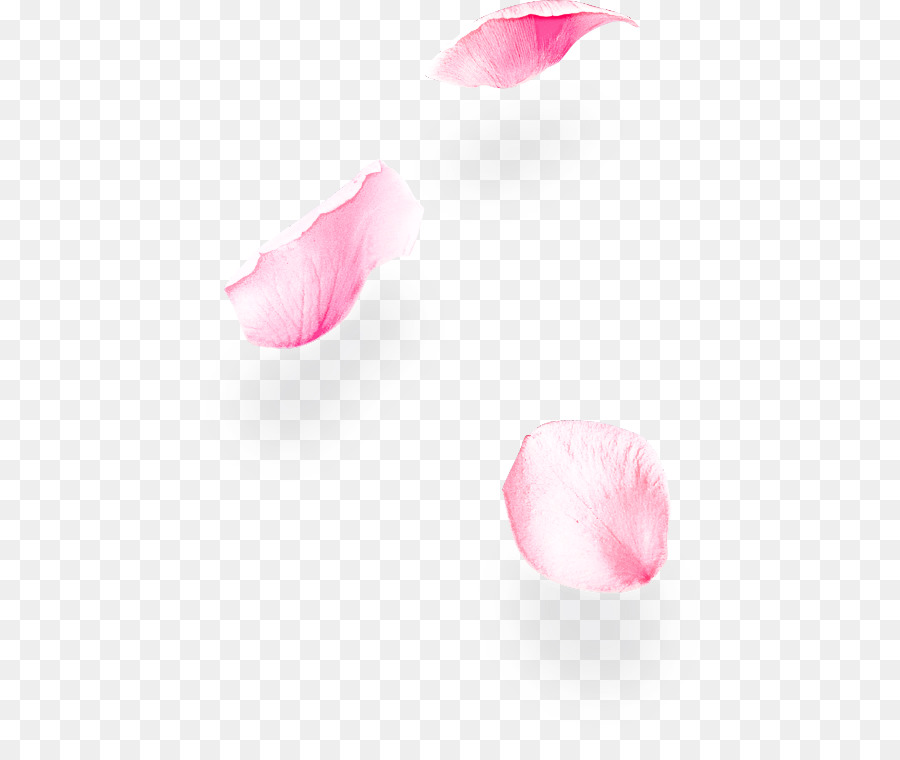 Pétale，Rose PNG