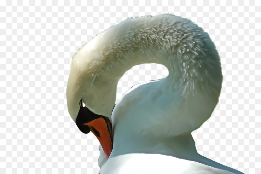 Cygne，Cou PNG