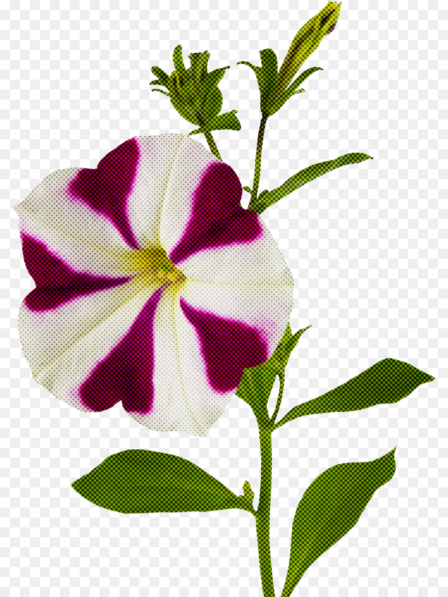 Fleur，Plante PNG