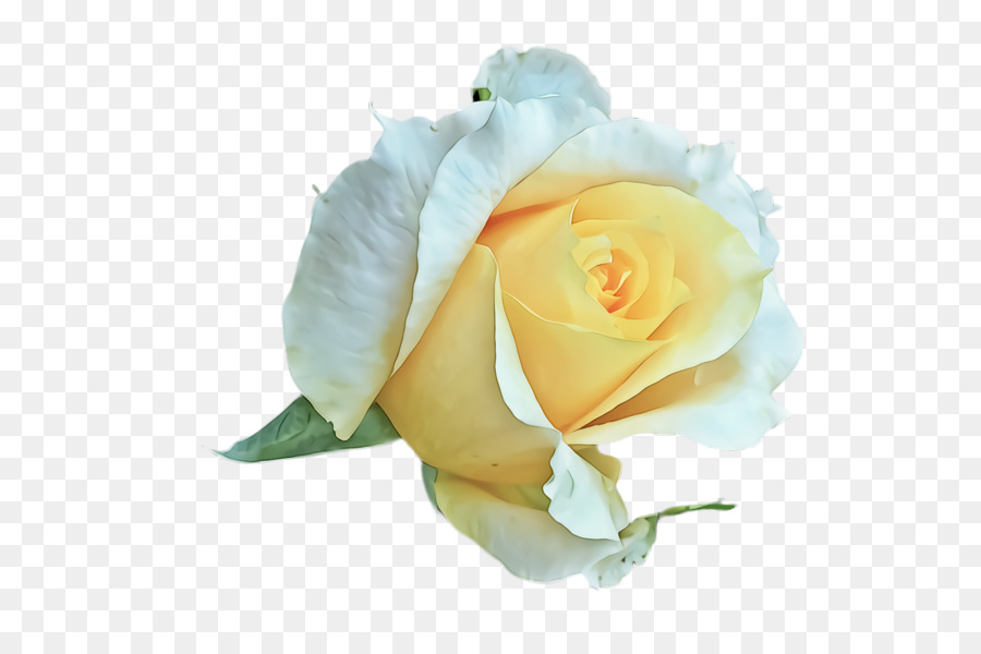 Rose，Les Roses De Jardin PNG