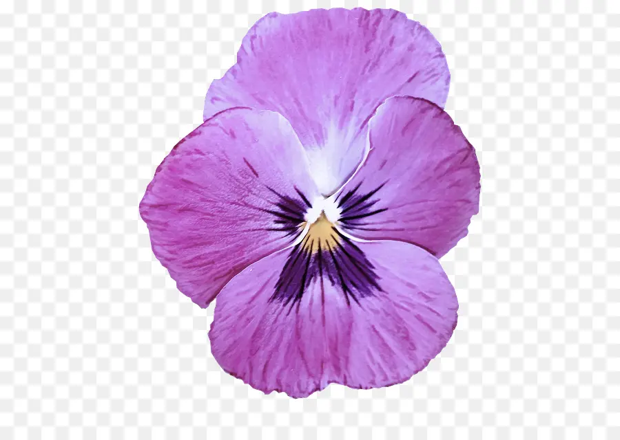 Fleur Violette，Fleur PNG