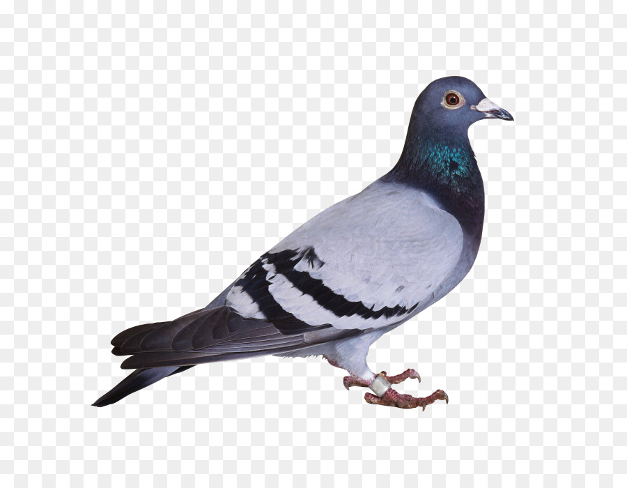 Pigeons，Paire PNG