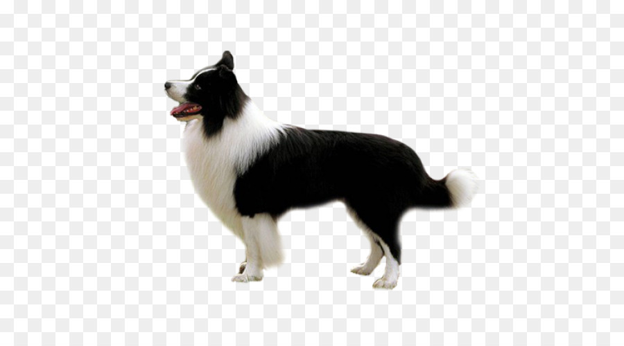 Chien，Blanc PNG