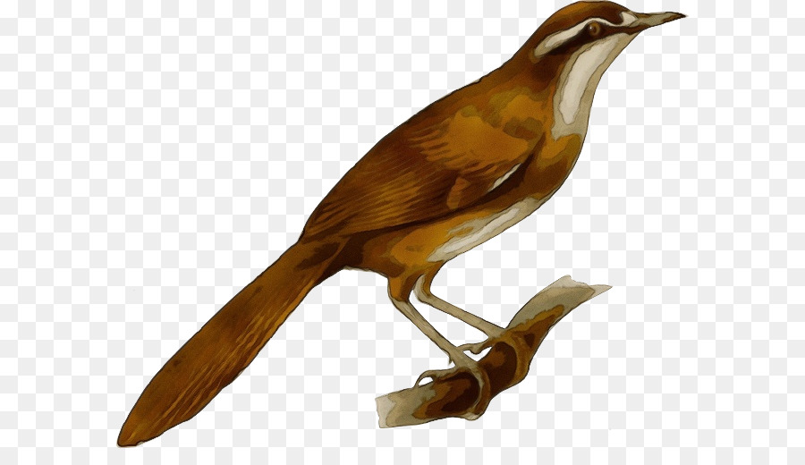 Oiseau，Bifurquer PNG