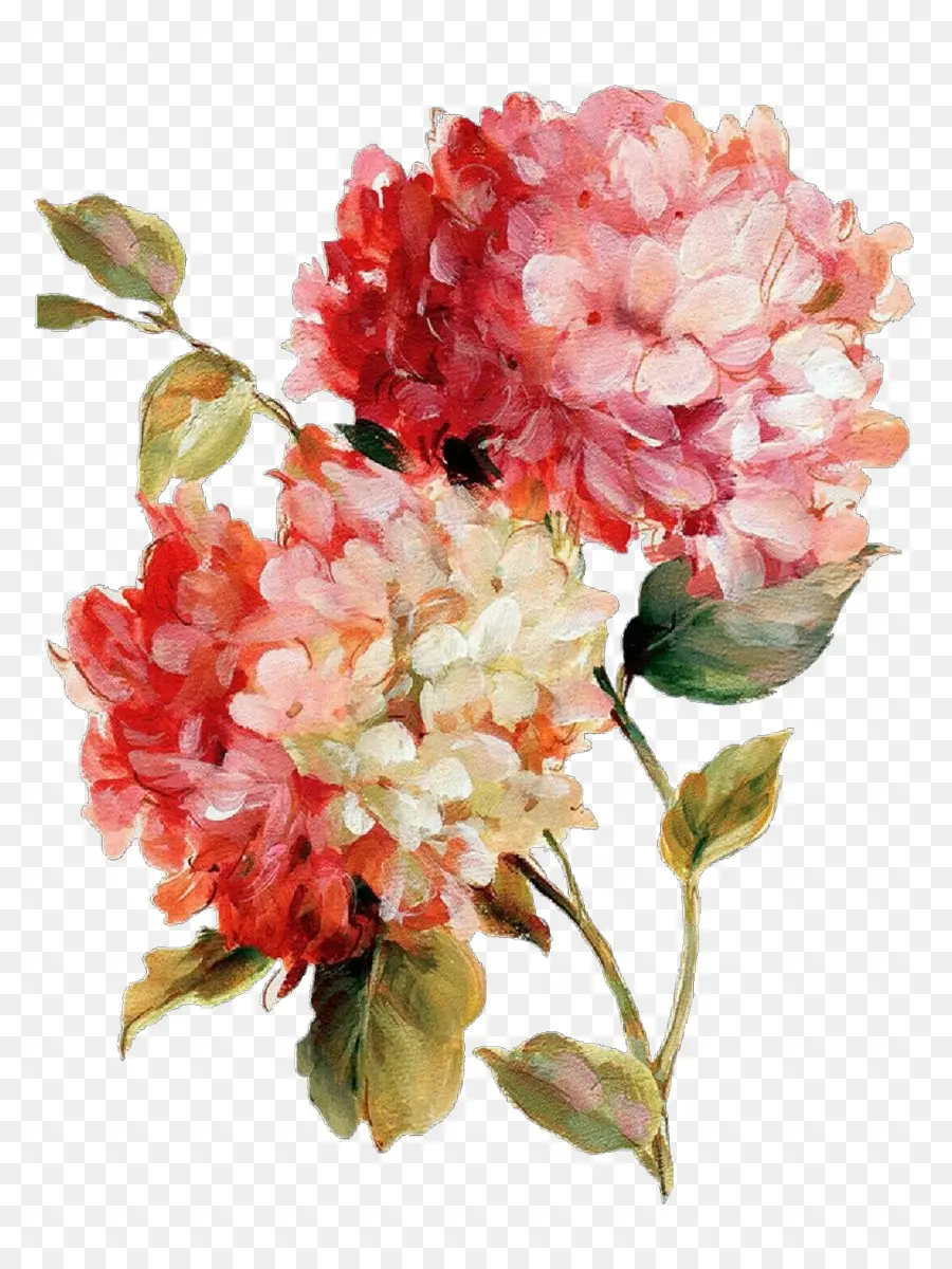 Hortensia，Fleurir PNG