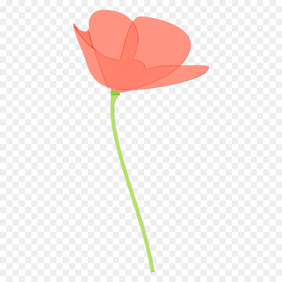 Fleurs Rouges，Coquelicots PNG