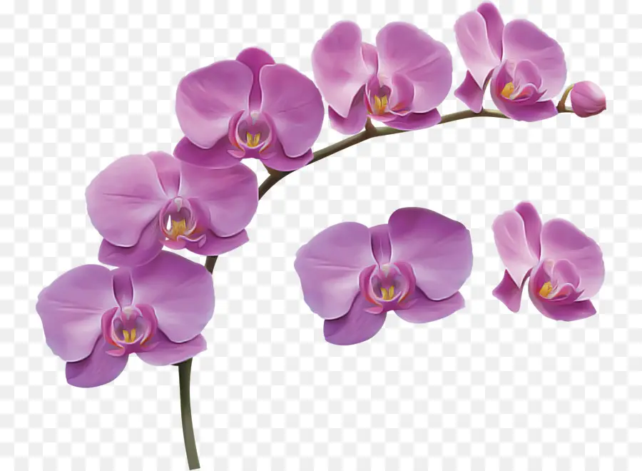 Fleur，Orchidée Papillon PNG