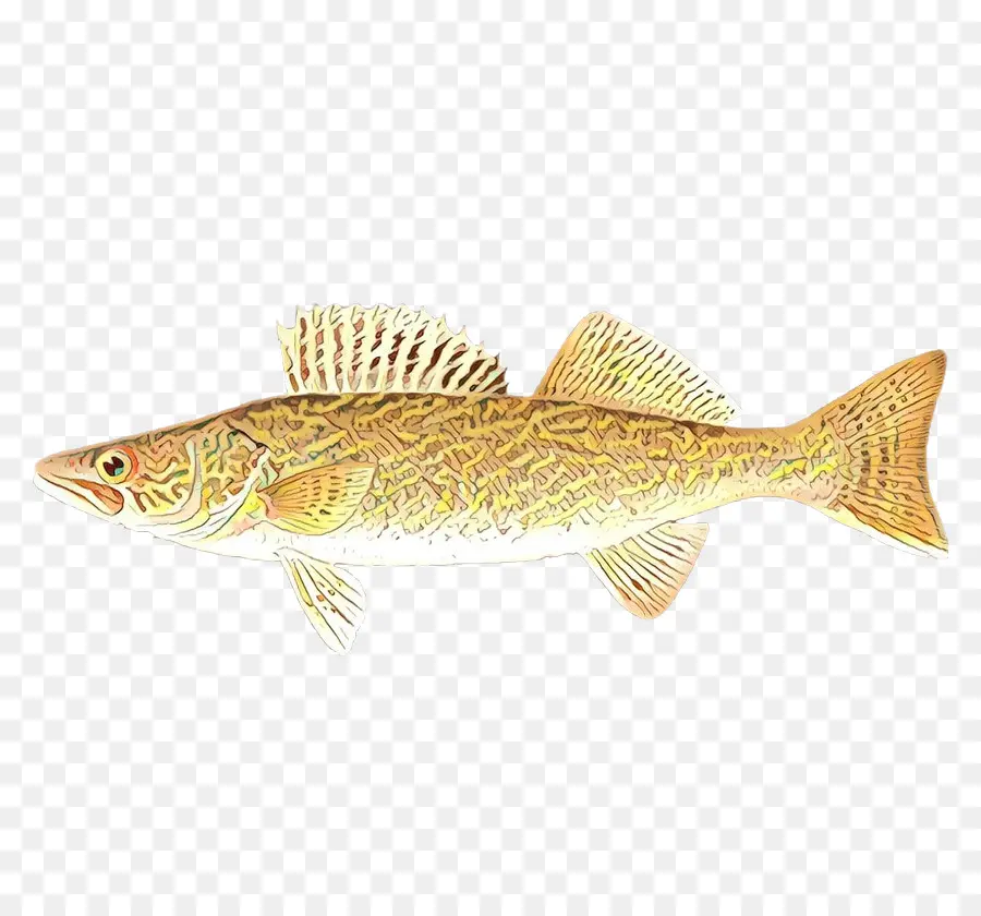 Poisson Tacheté，Aquatique PNG