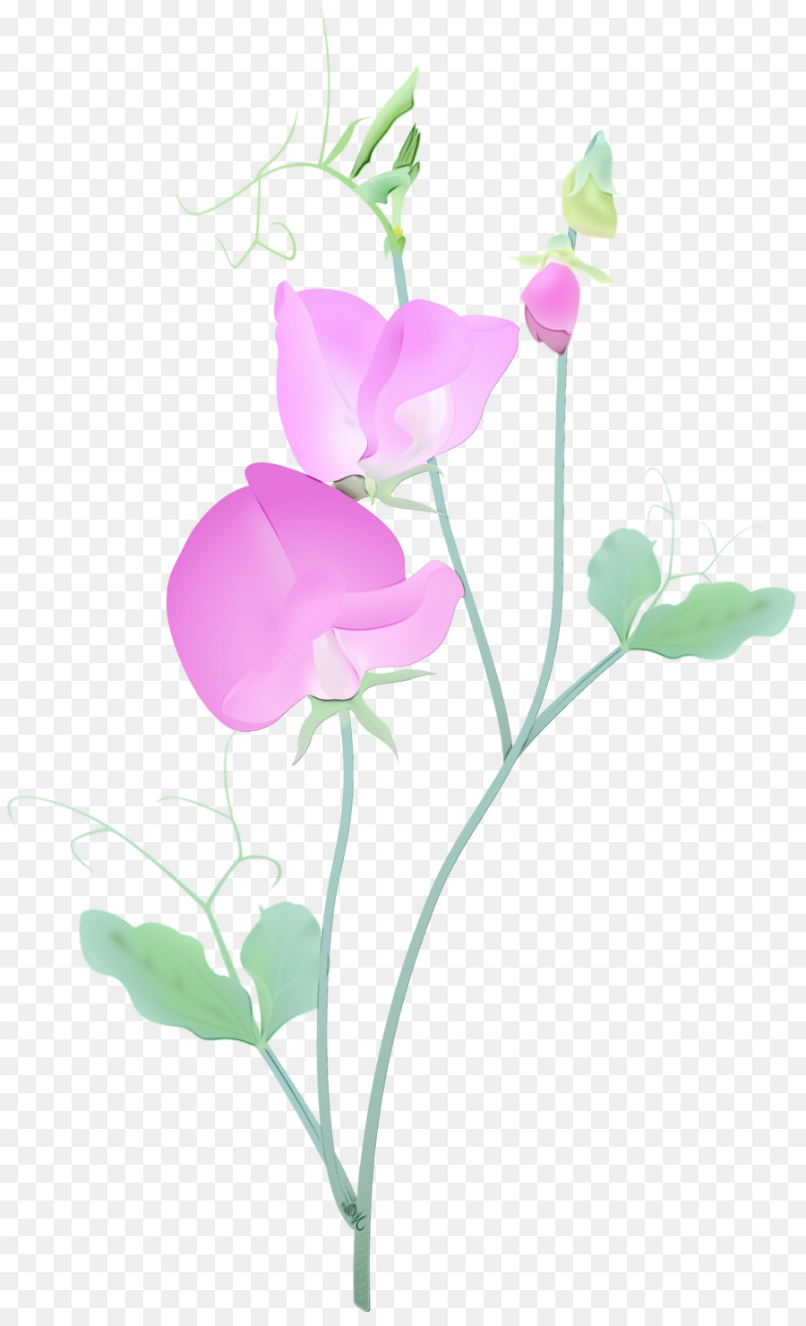 Fleur，Plante PNG