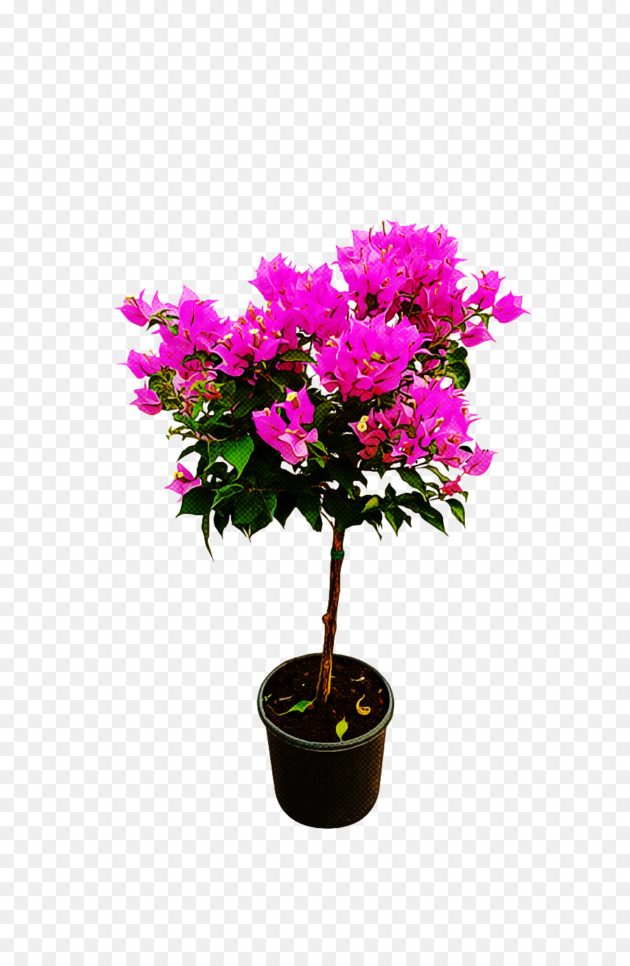 Plante En Pot，Fleurs PNG