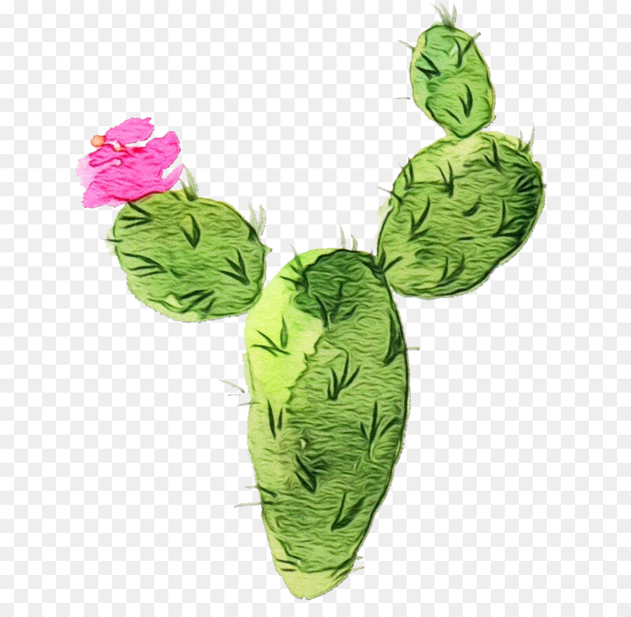 Cactus，Désert PNG