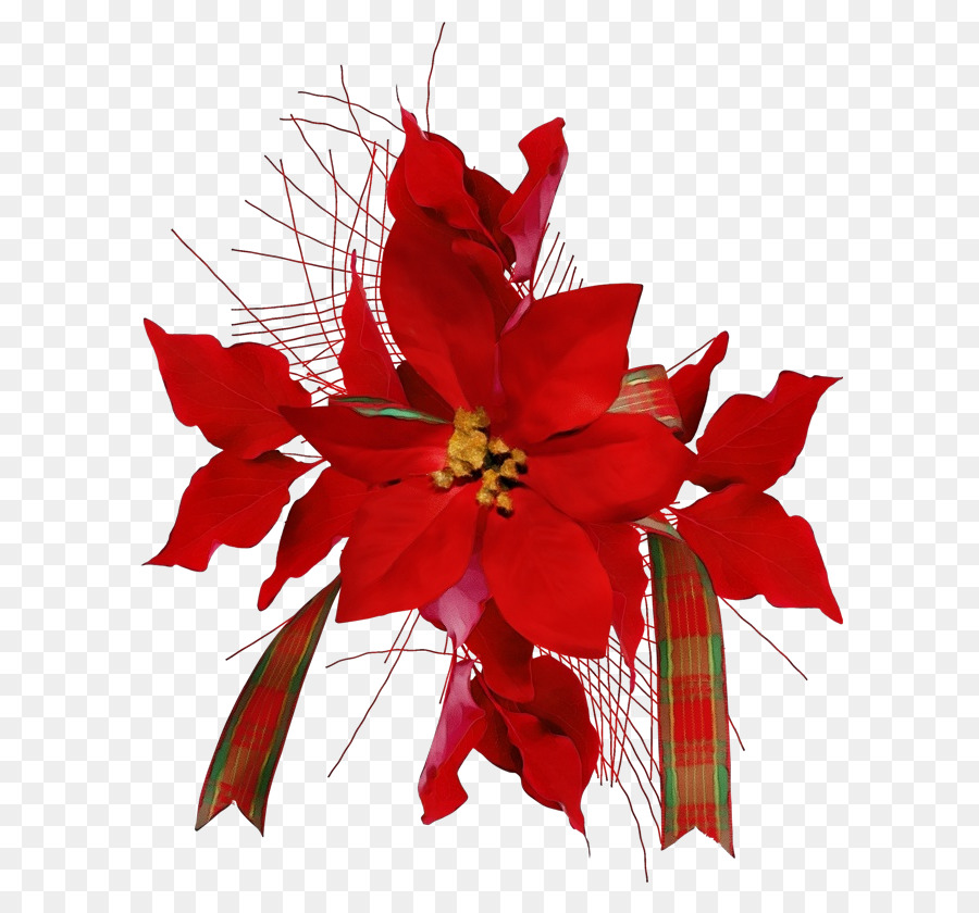 Poinsettia，Rouge PNG