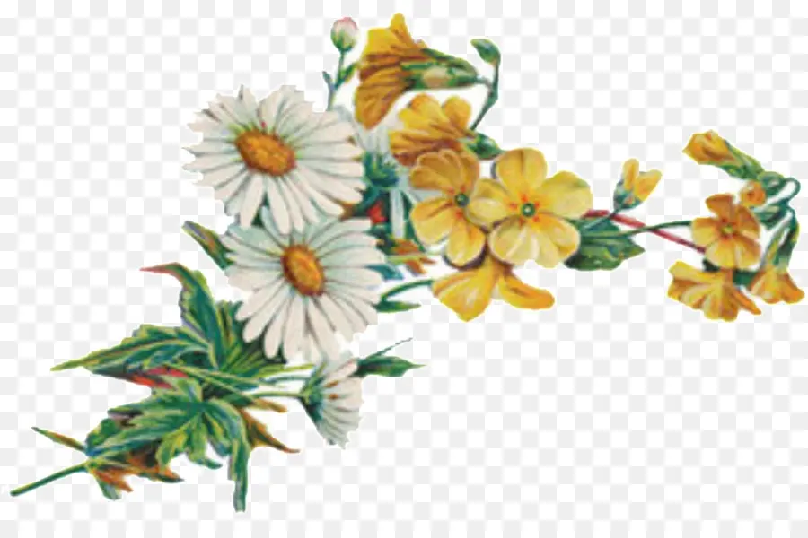 Fleurs Jaunes Et Blanches，Marguerites PNG