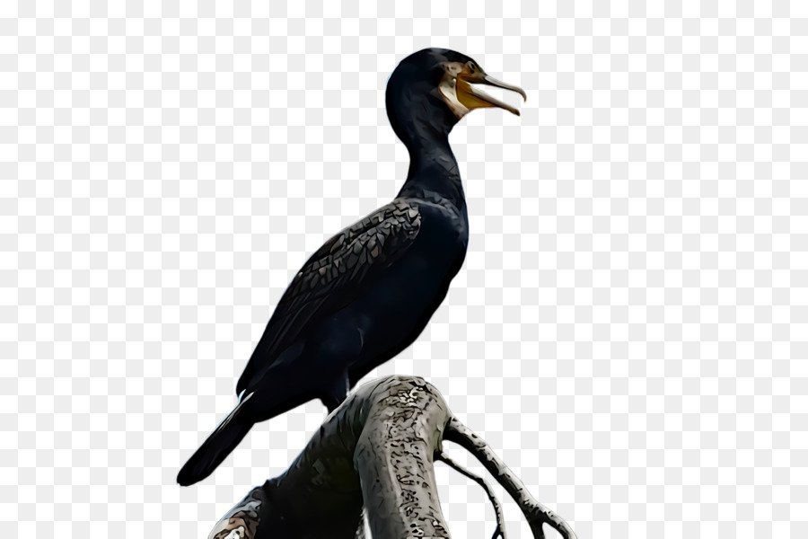 Oiseau，Cormoran PNG