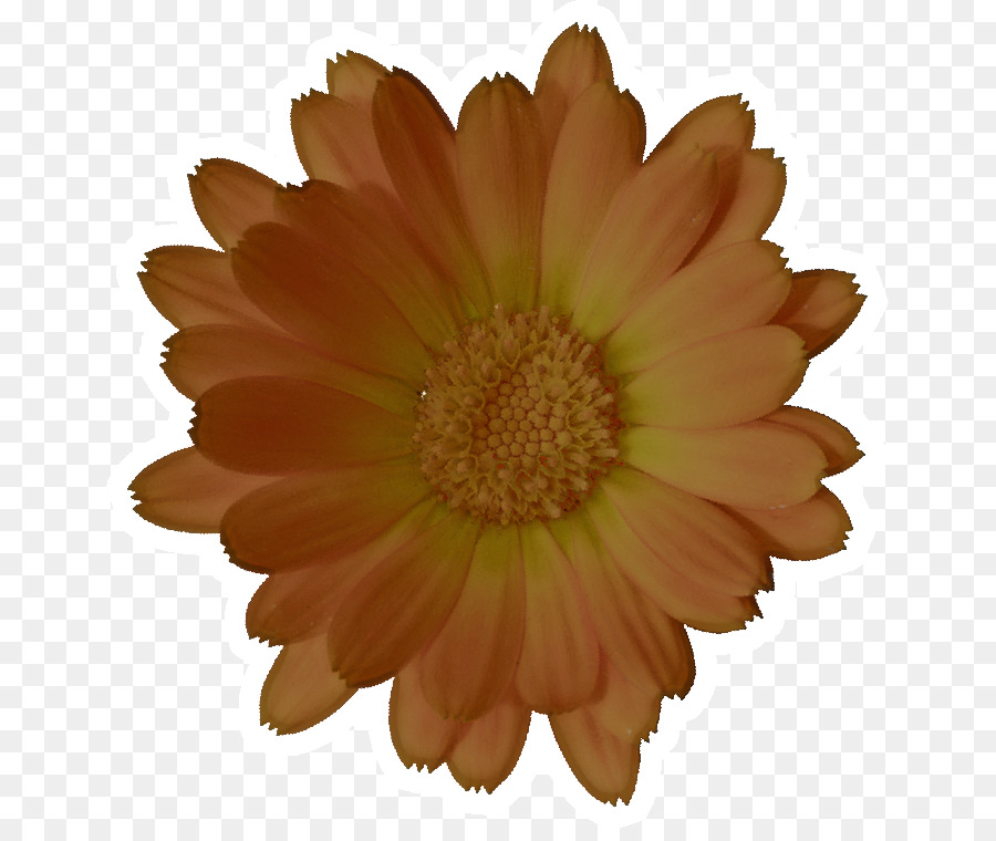 Fleur，Gerbera PNG