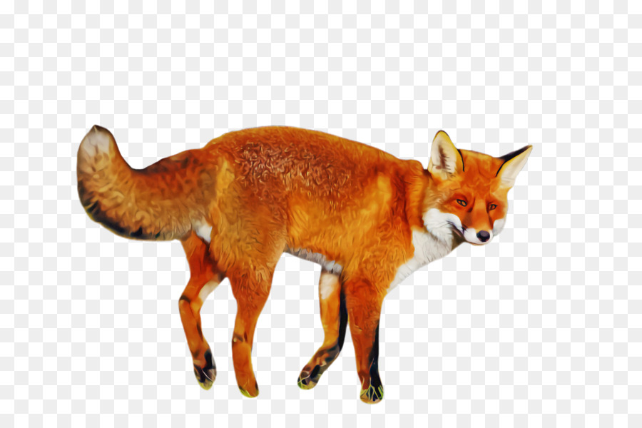 Renard Rouge，Fox PNG