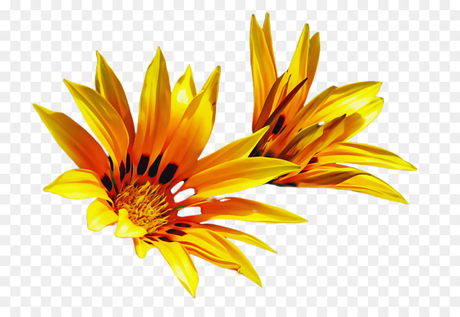 Jaune，Fleur PNG