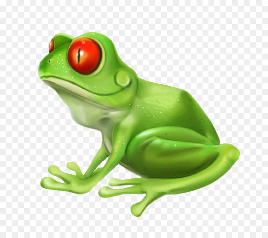 Grenouille，Rainette PNG