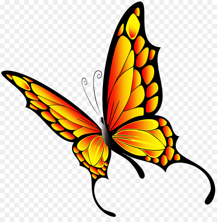 Papillon Orange，Ailes PNG