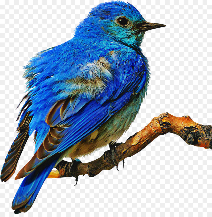 Oiseau Bleu，Plumes PNG