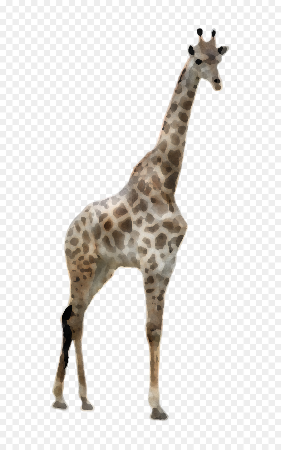 Girafe，Long Cou PNG