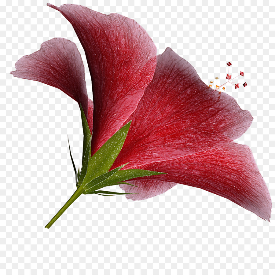 Fleur Rouge，Fleurir PNG